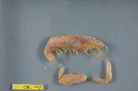 藏品(槍蝦)的圖片